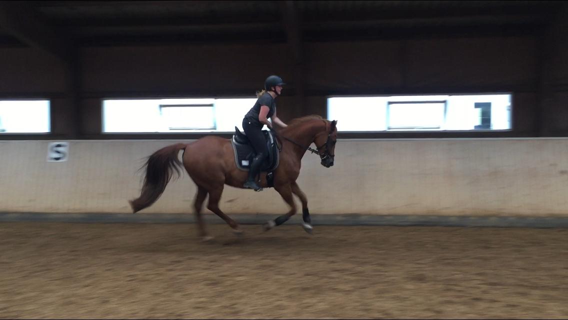 Anden særlig race Manja  billede 26