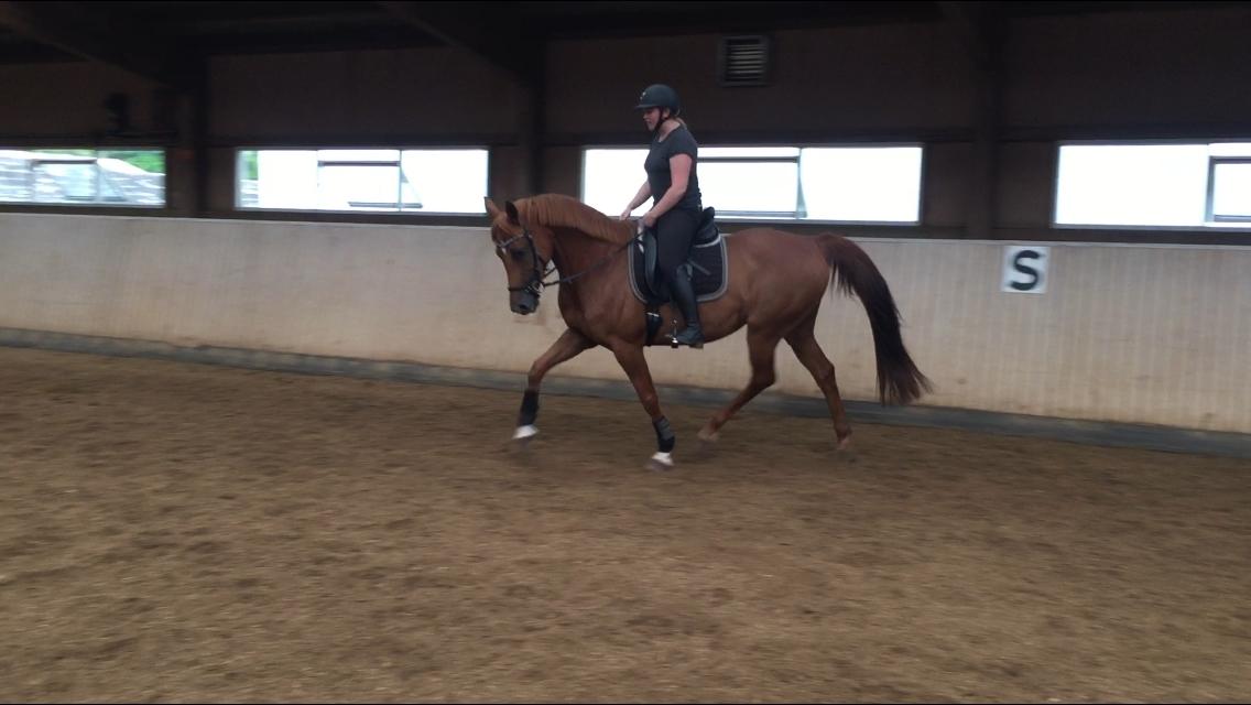 Anden særlig race Manja  billede 7