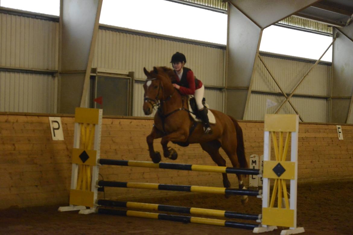 Anden særlig race Djibsi May - Dejligt stævne (LB*) <3 billede 3