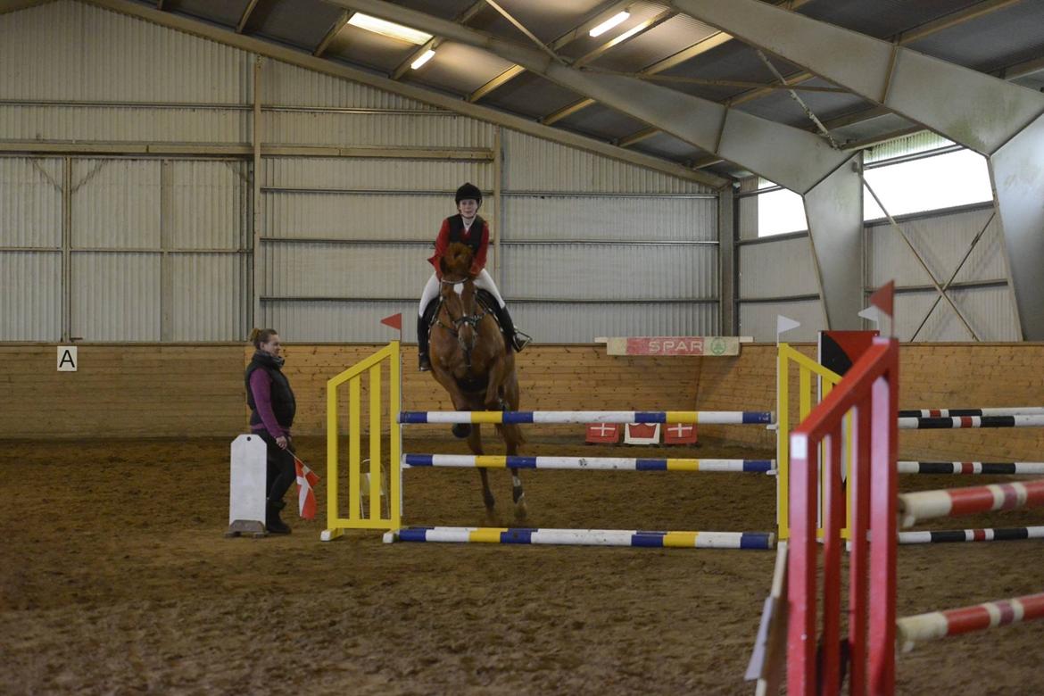 Anden særlig race Djibsi May - Dejligt stævne (LB*) <3 billede 4