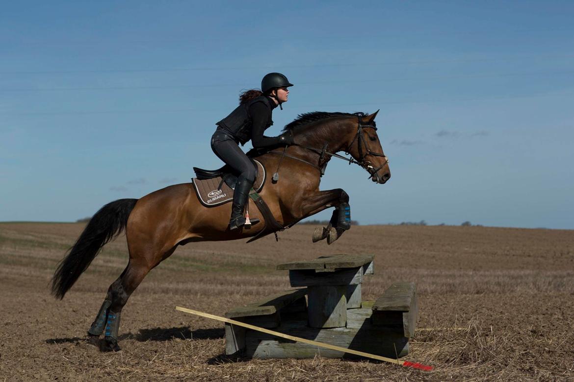 Dansk Varmblod Surely a star billede 2