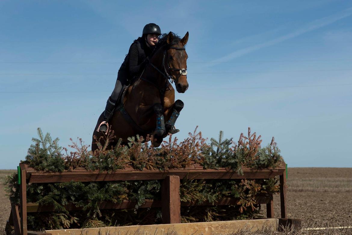 Dansk Varmblod Surely a star billede 5