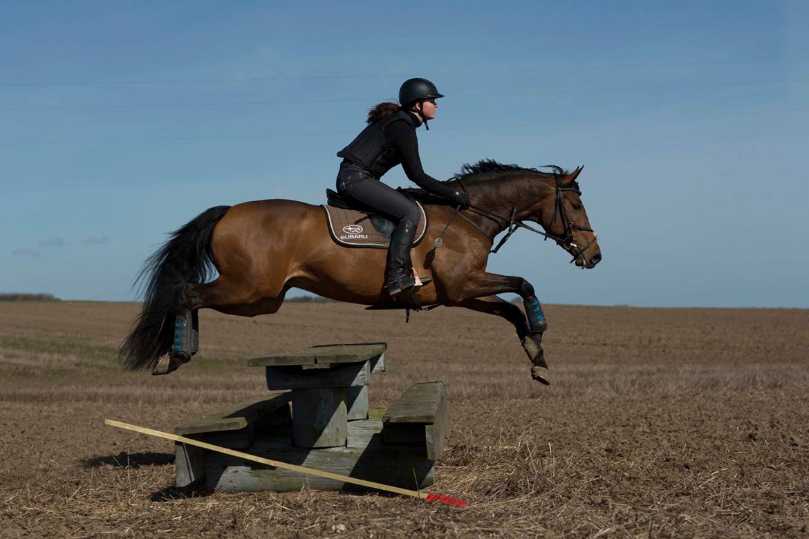 Dansk Varmblod Surely a star billede 6