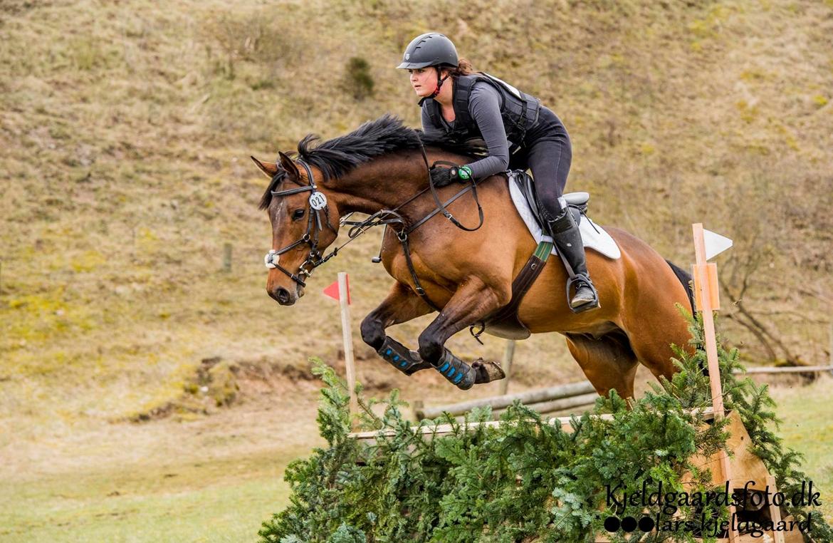 Dansk Varmblod Surely a star billede 7