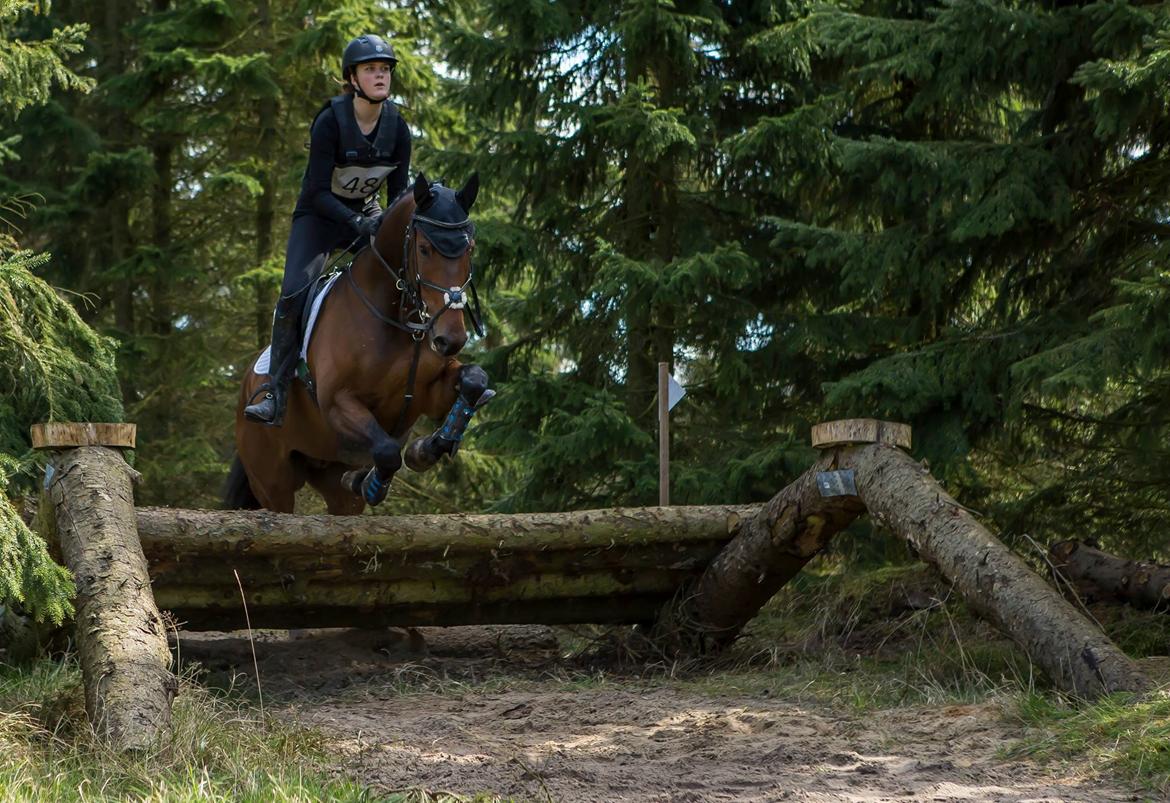 Dansk Varmblod Surely a star billede 8