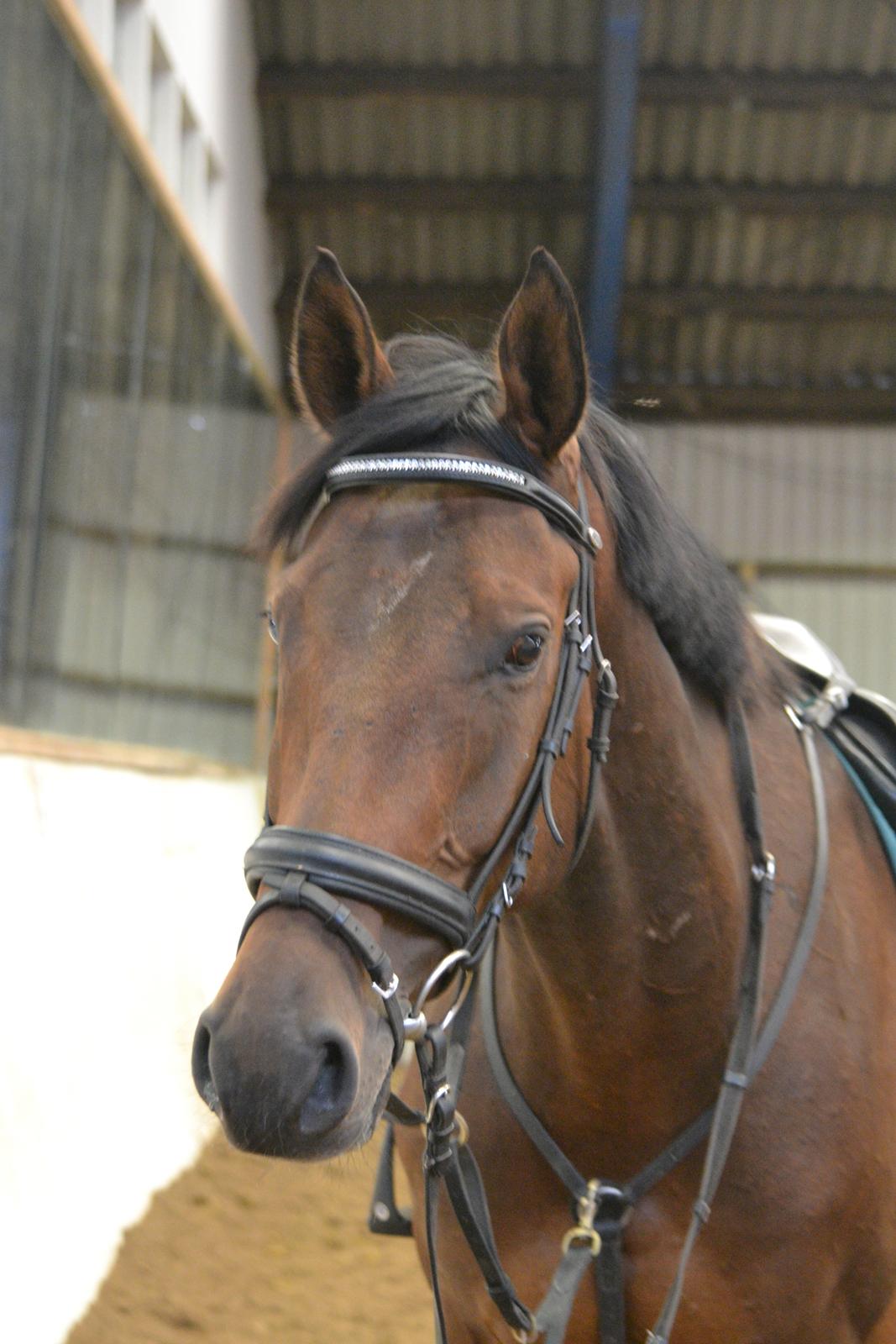 Dansk Varmblod Surely a star billede 4