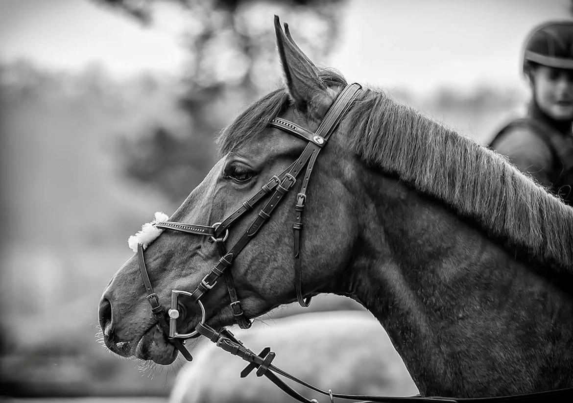 Dansk Varmblod Surely a star billede 1