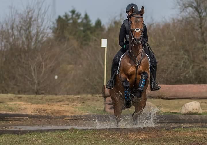 Dansk Varmblod Surely a star billede 9