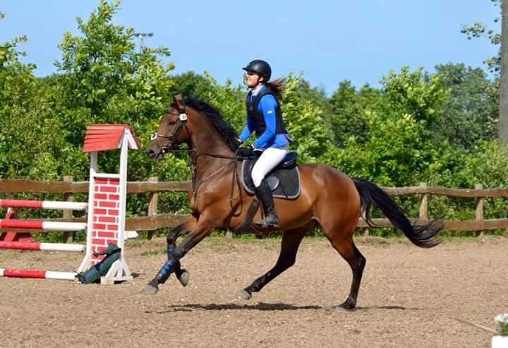 Dansk Varmblod Surely a star billede 10