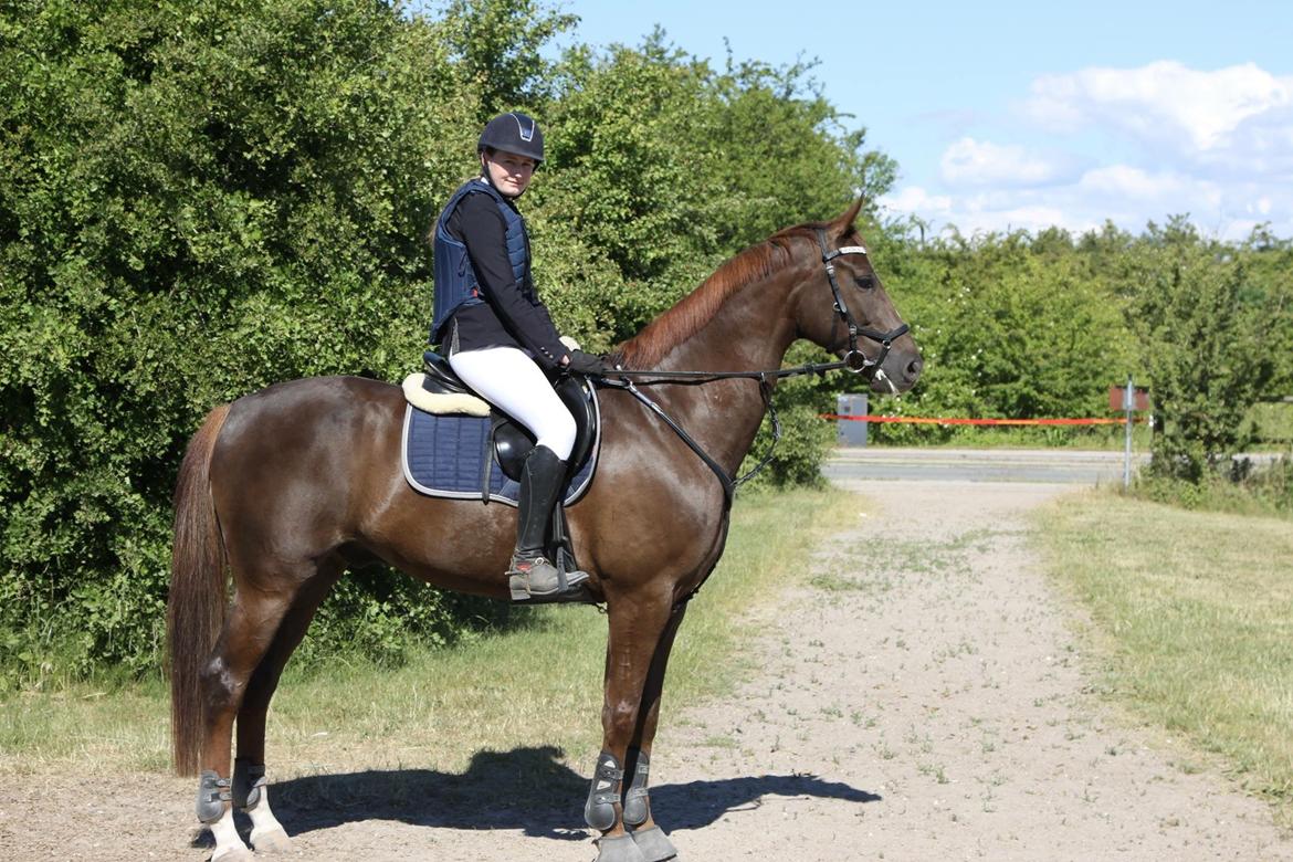 Dansk Varmblod Apollo Hit billede 14