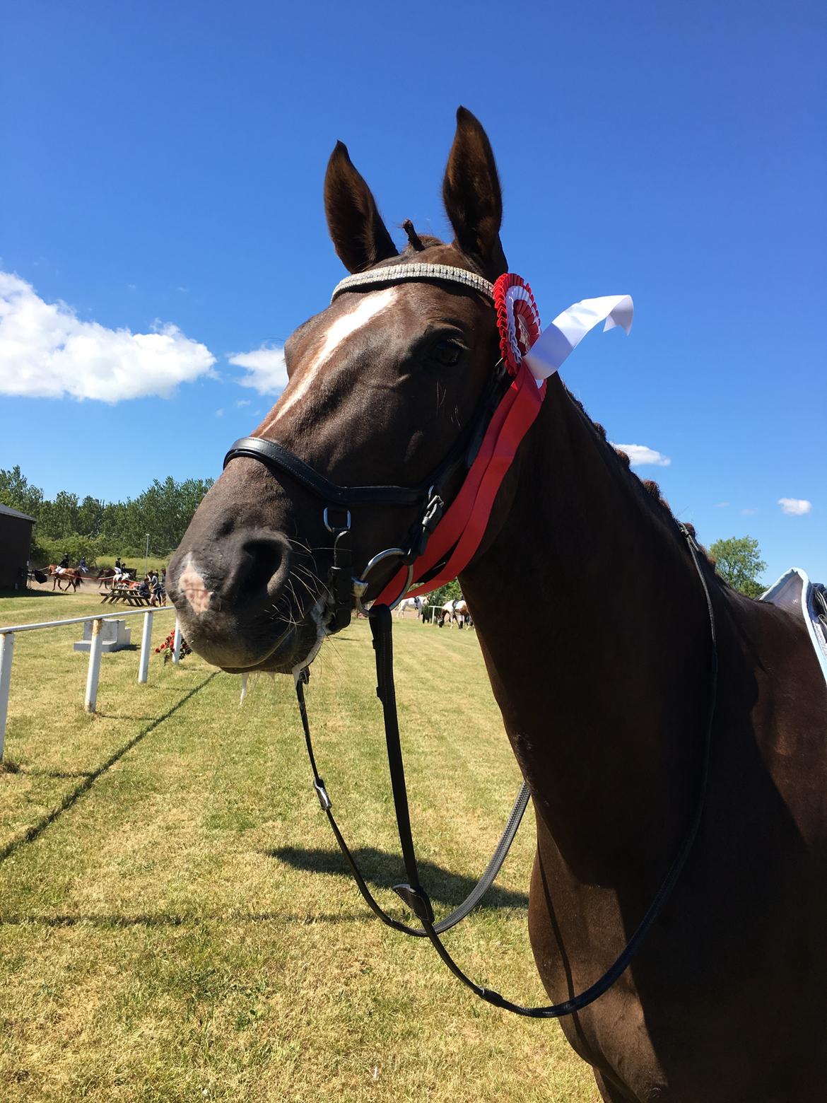 Dansk Varmblod Apollo Hit billede 18