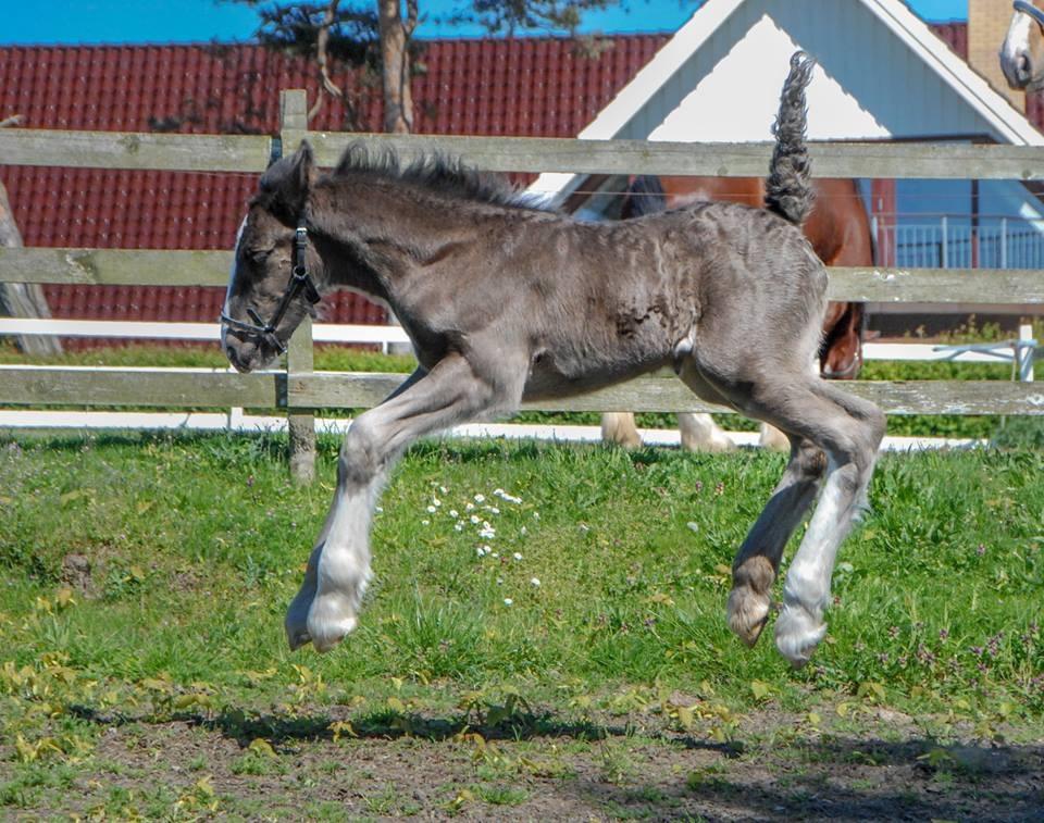Shire Lønborgs Kronos - ca. en uge gammel <3 billede 19