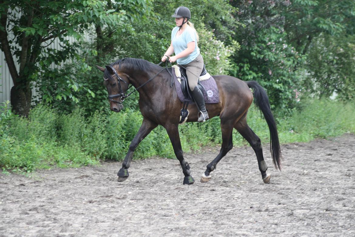 Dansk Varmblod Sieg zack billede 14