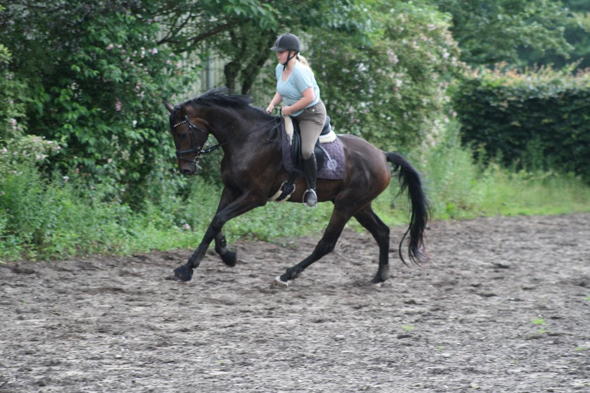 Dansk Varmblod Sieg zack billede 27