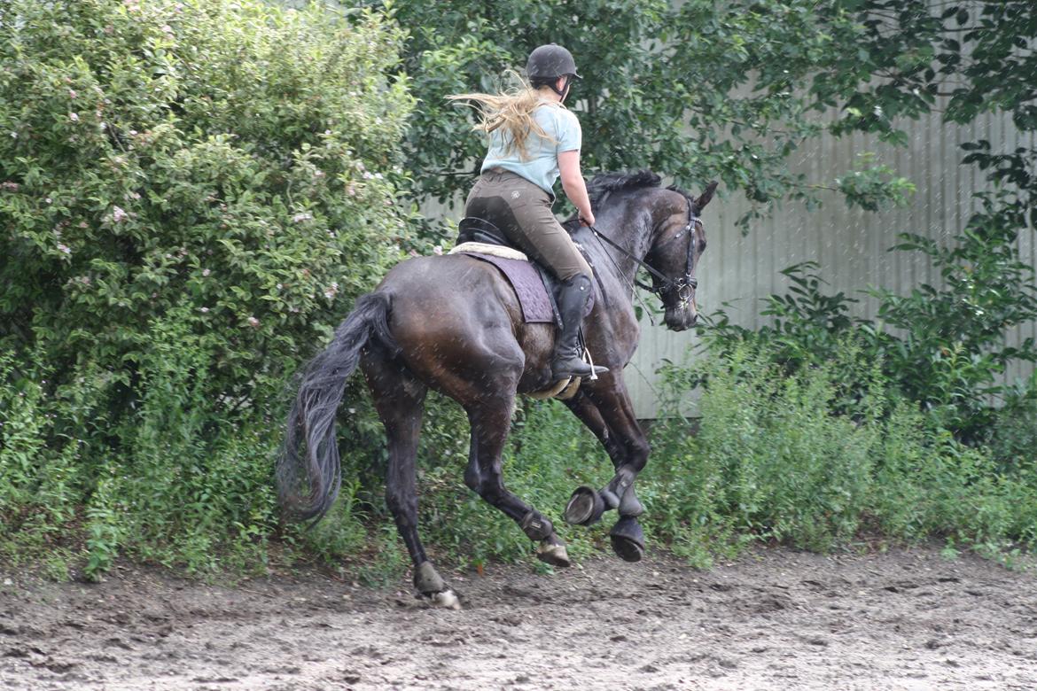 Dansk Varmblod Sieg zack billede 20