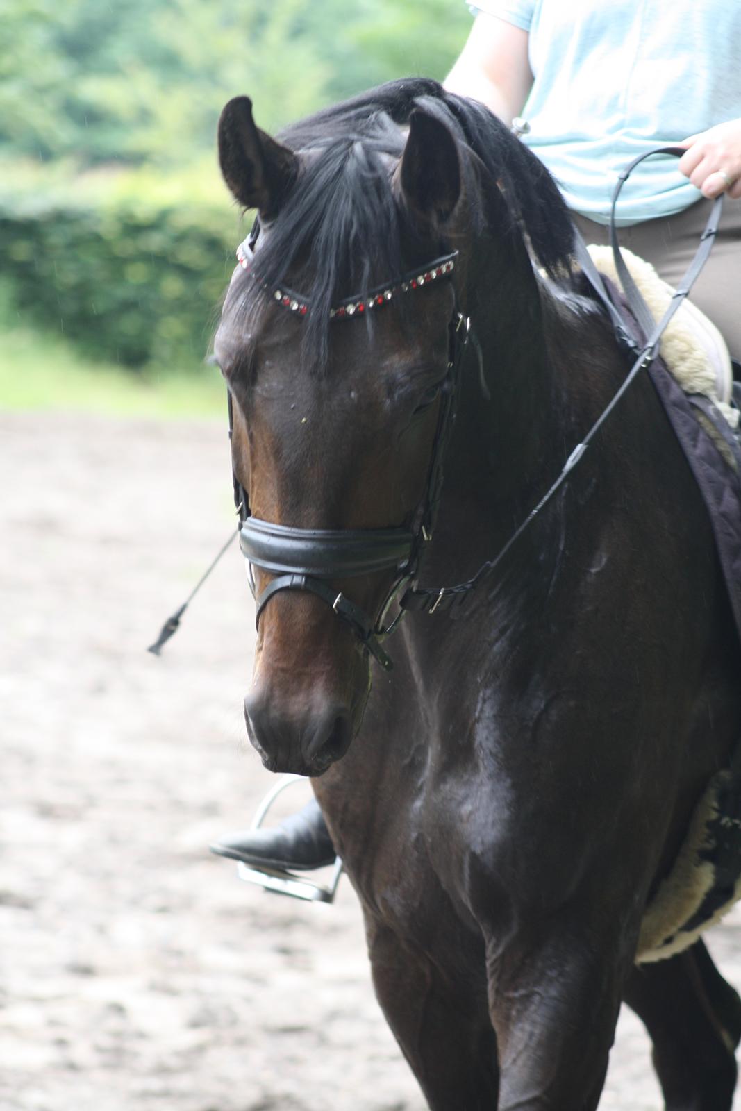 Dansk Varmblod Sieg zack billede 30