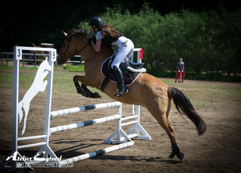 Anden særlig race Cheval Le Anton  billede 1