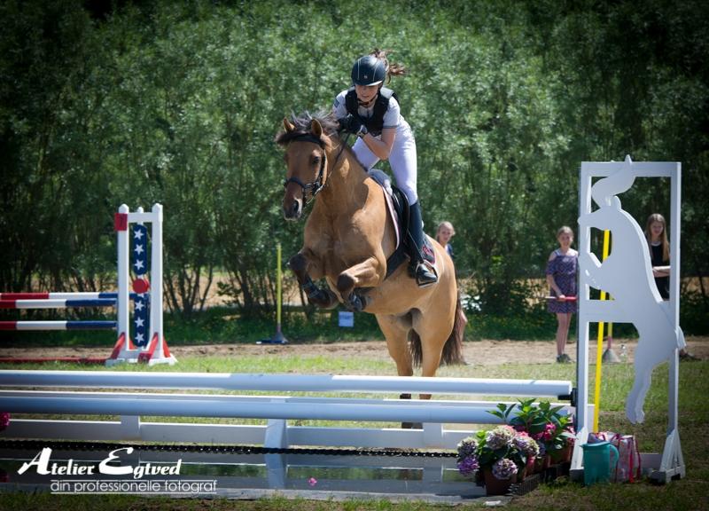 Anden særlig race Cheval Le Anton  billede 7