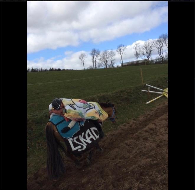 Anden særlig race Cheval Le Anton  billede 14