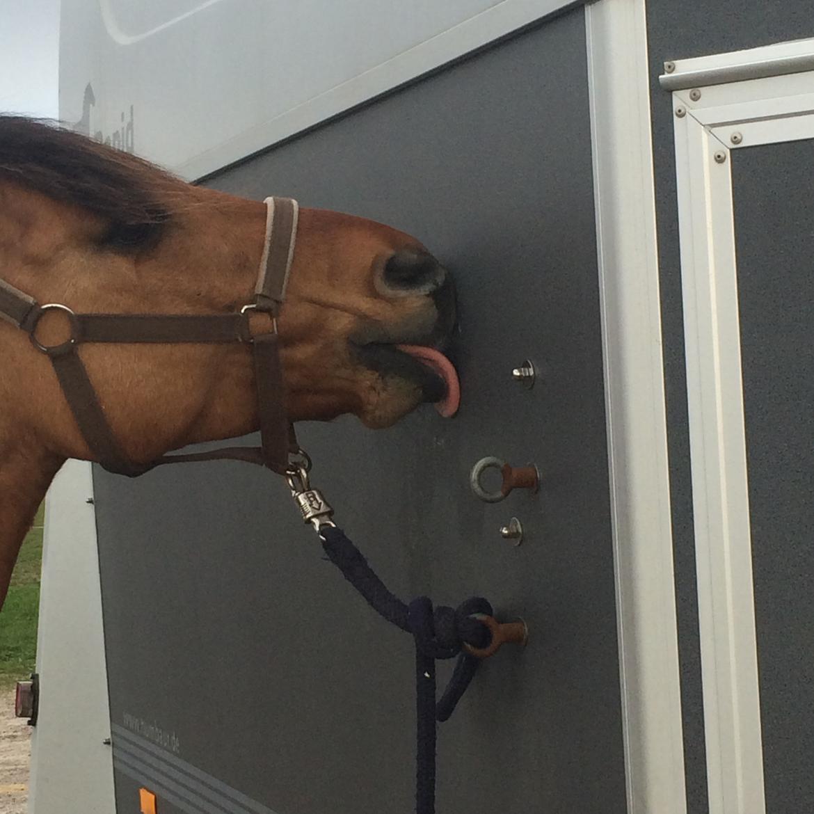 Anden særlig race Cheval Le Anton  billede 3