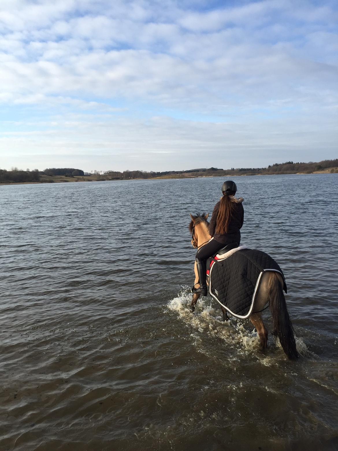 Anden særlig race Cheval Le Anton  billede 4