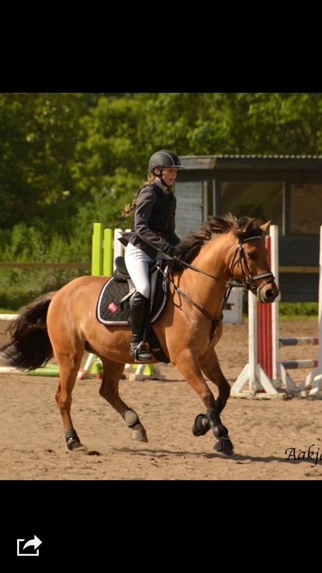 Anden særlig race Cheval Le Anton  billede 6