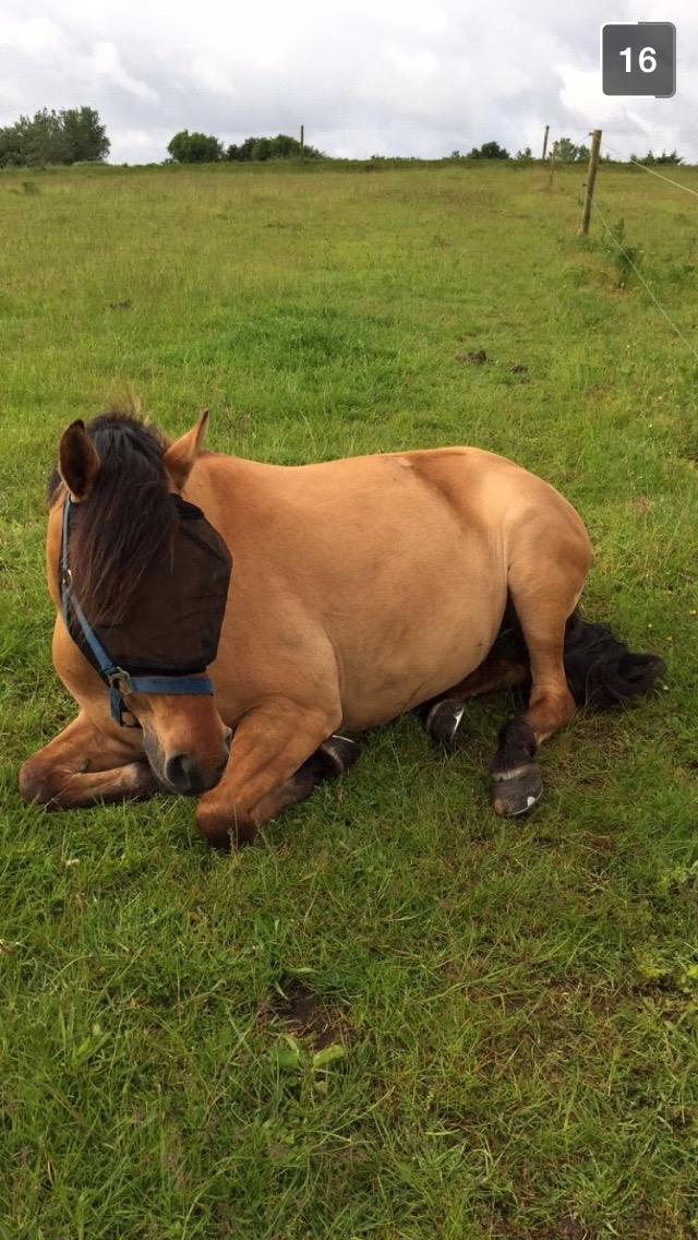 Anden særlig race Cheval Le Anton  billede 20