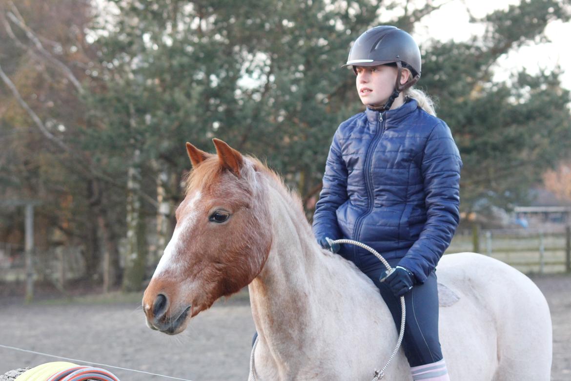 Hollandsk Sportspony Billy Boy billede 14