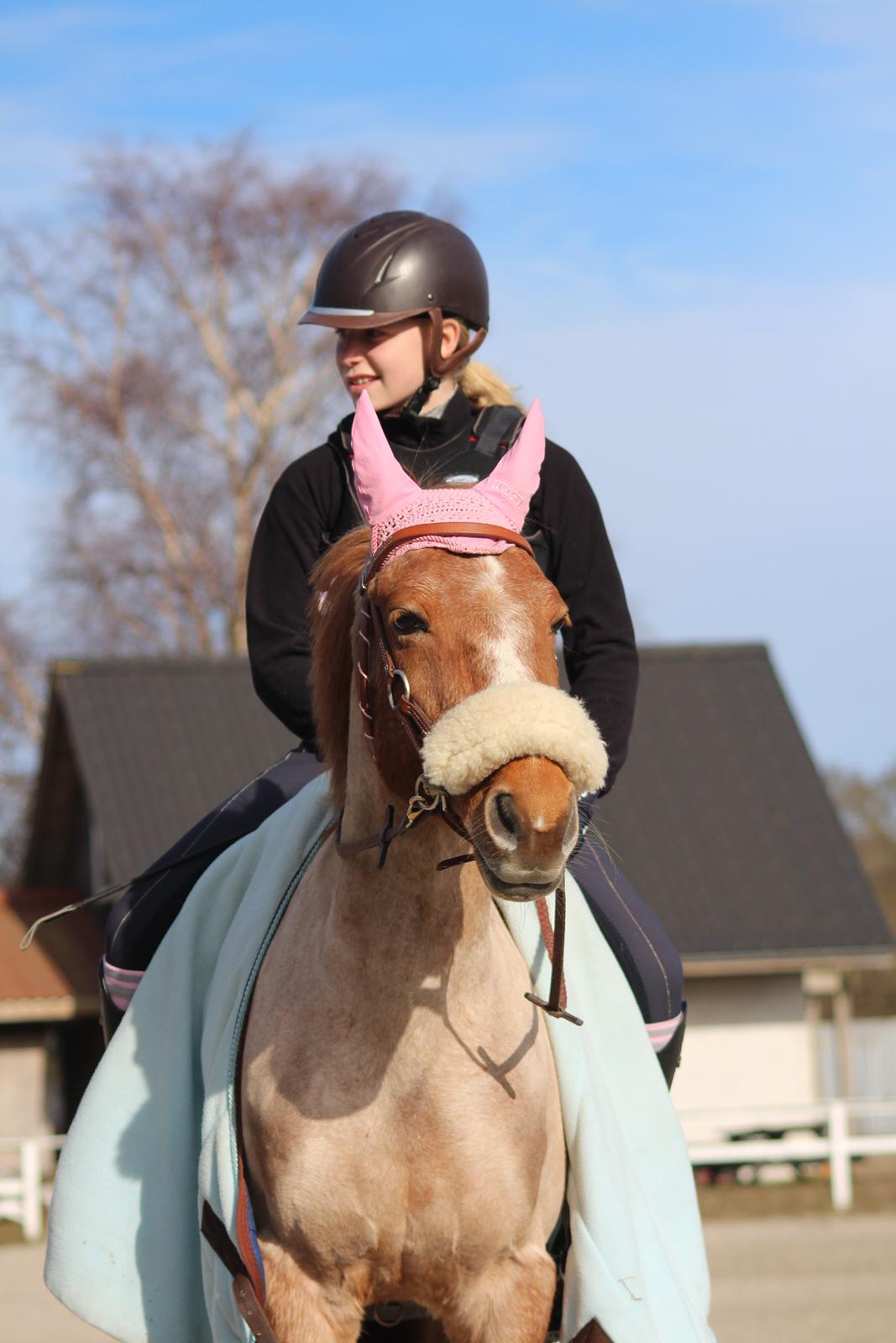 Hollandsk Sportspony Billy Boy - Min lille flødebolle<33 billede 6