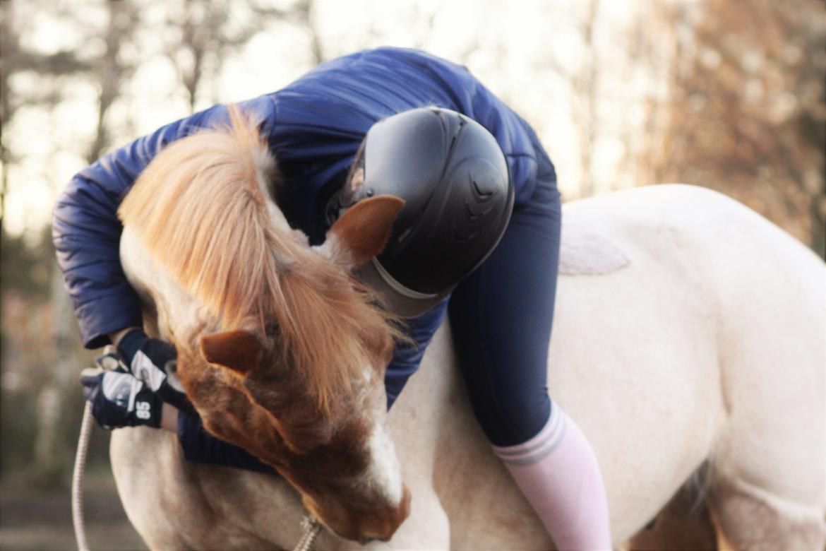 Hollandsk Sportspony Billy Boy - <33 billede 5