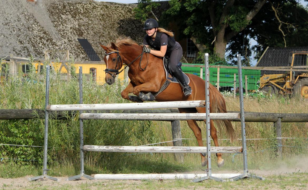 Appaloosa Sequoia van de lorkeershoeve <3 - træning hjemme, 125cm<3 det er ikke meget luft hun efterlader på det spring :p foto sofie A billede 34