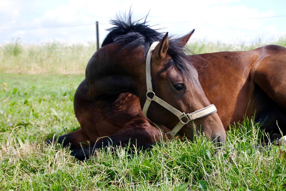 Anden særlig race Fibiger's Påø Laszlo billede 2