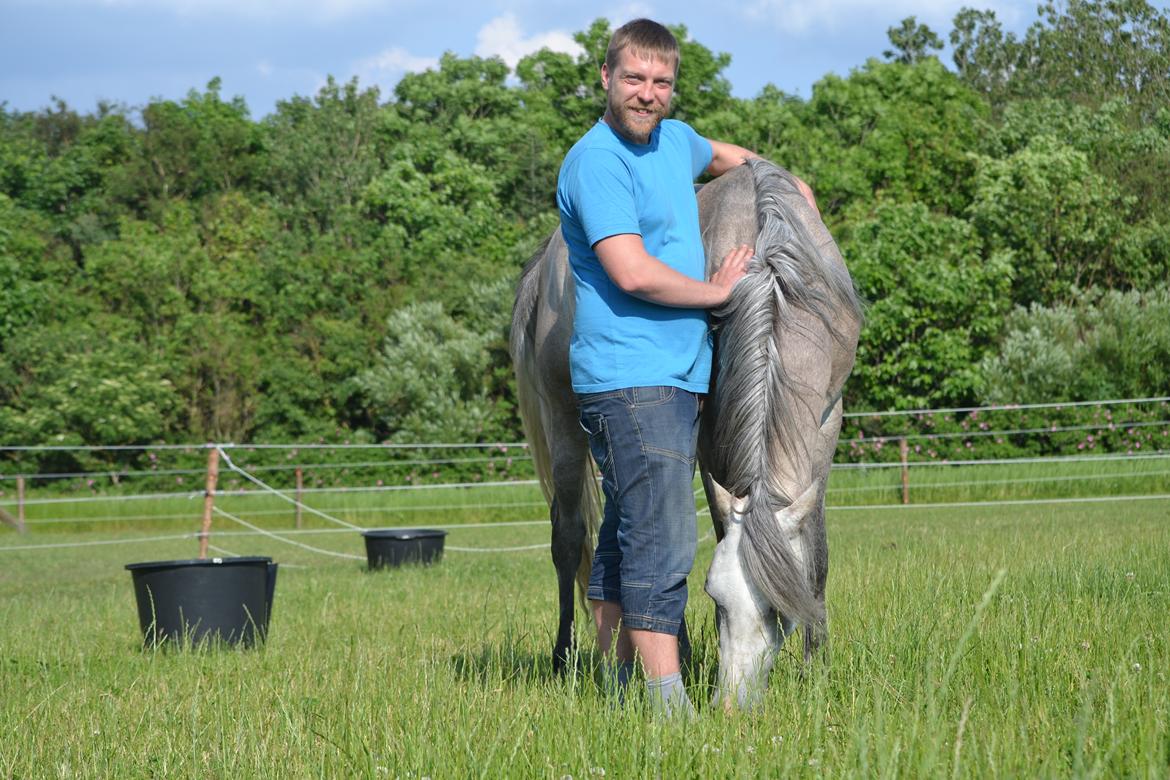 Arabisk fuldblod (OX) Jalil nahkitah ox billede 3