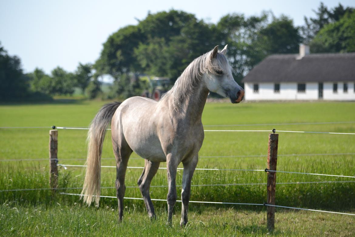 Arabisk fuldblod (OX) Jalil nahkitah ox billede 10