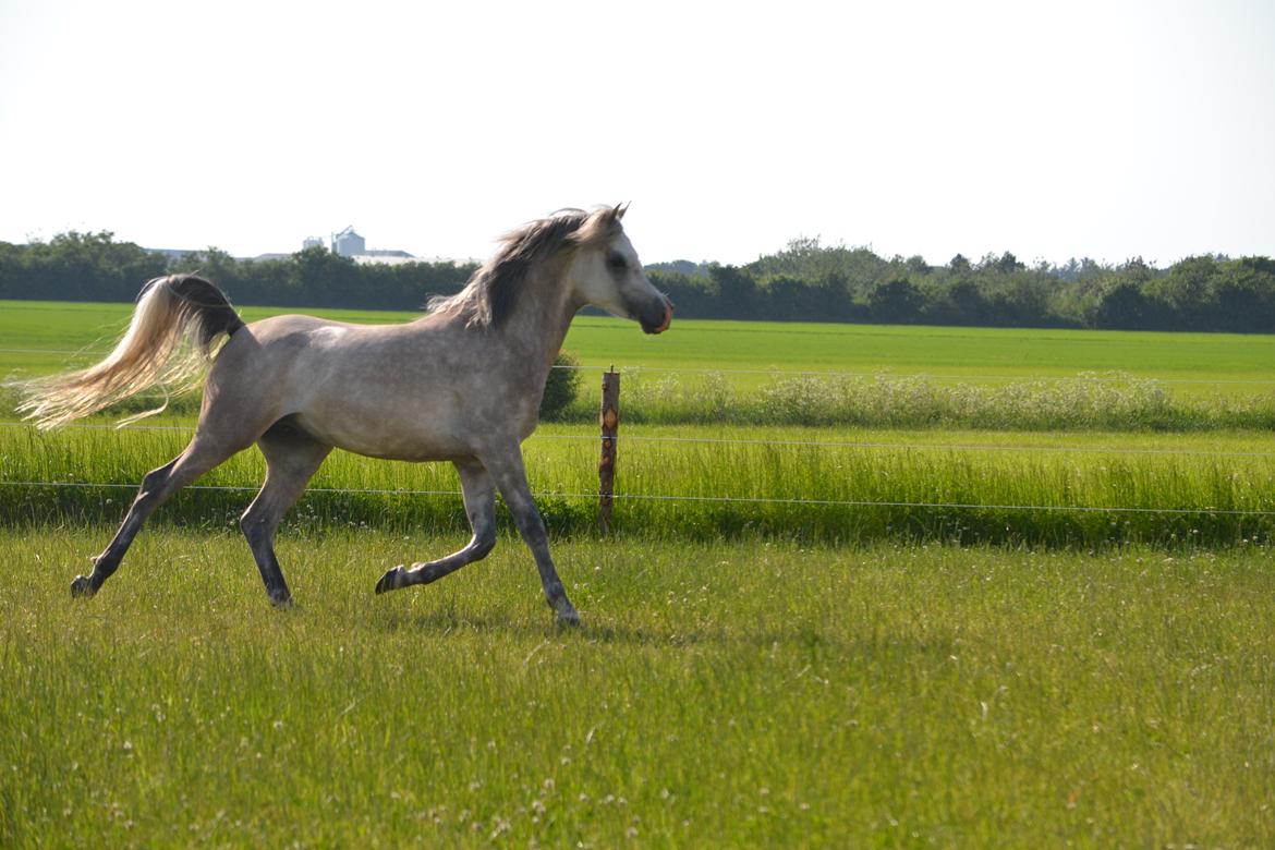 Arabisk fuldblod (OX) Jalil nahkitah ox billede 11