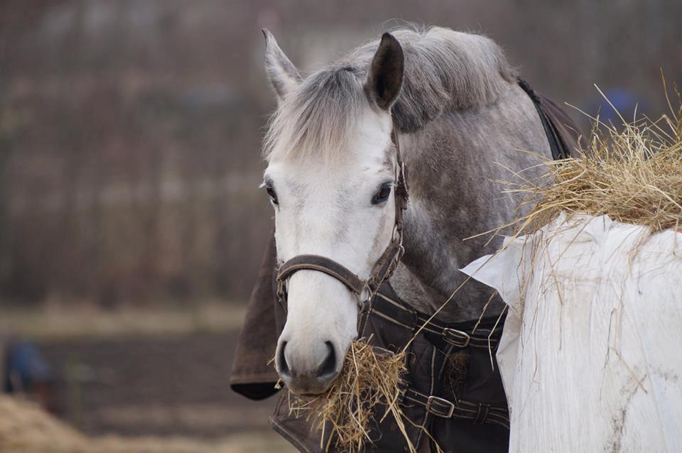 New Forest | Cavallino | billede 1