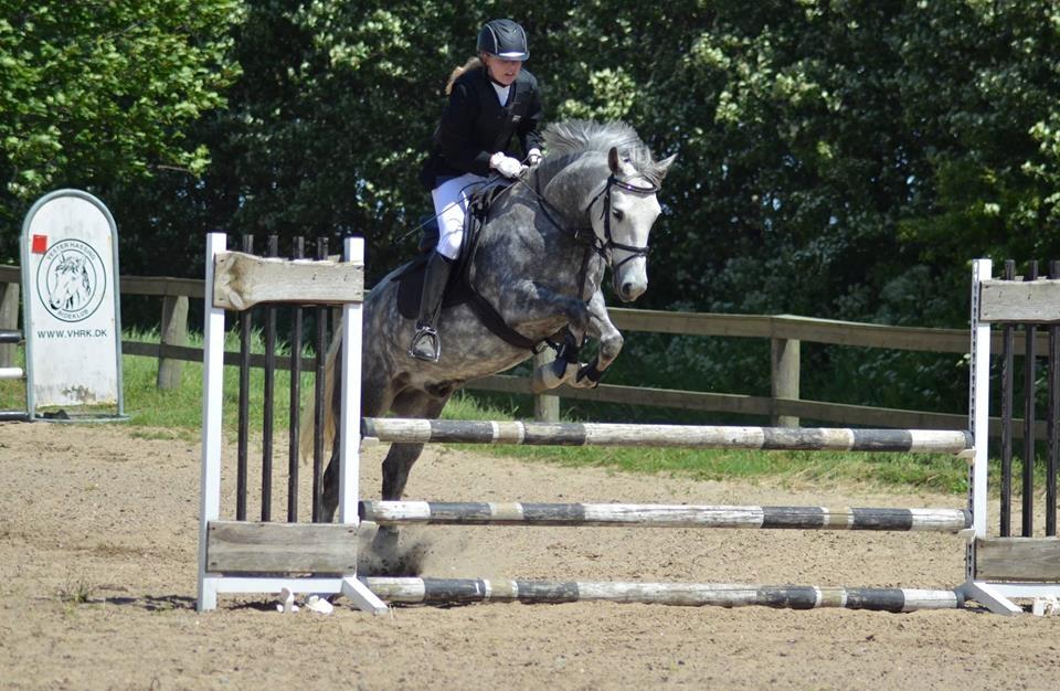 New Forest | Cavallino | billede 12