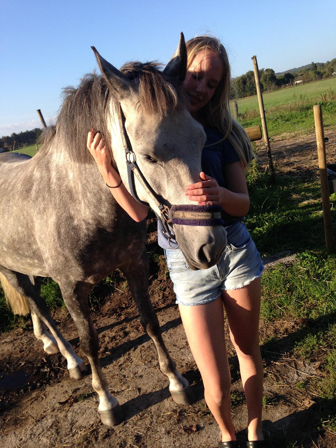 New Forest | Cavallino | billede 14