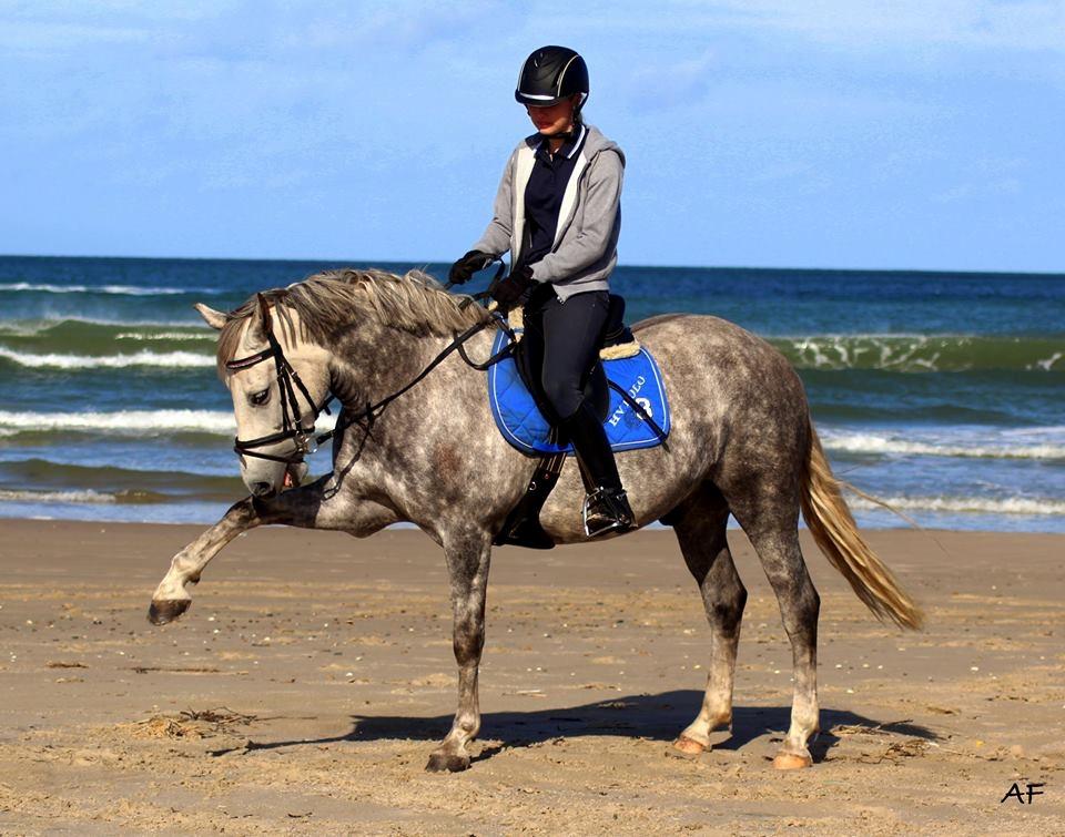 New Forest | Cavallino | billede 15