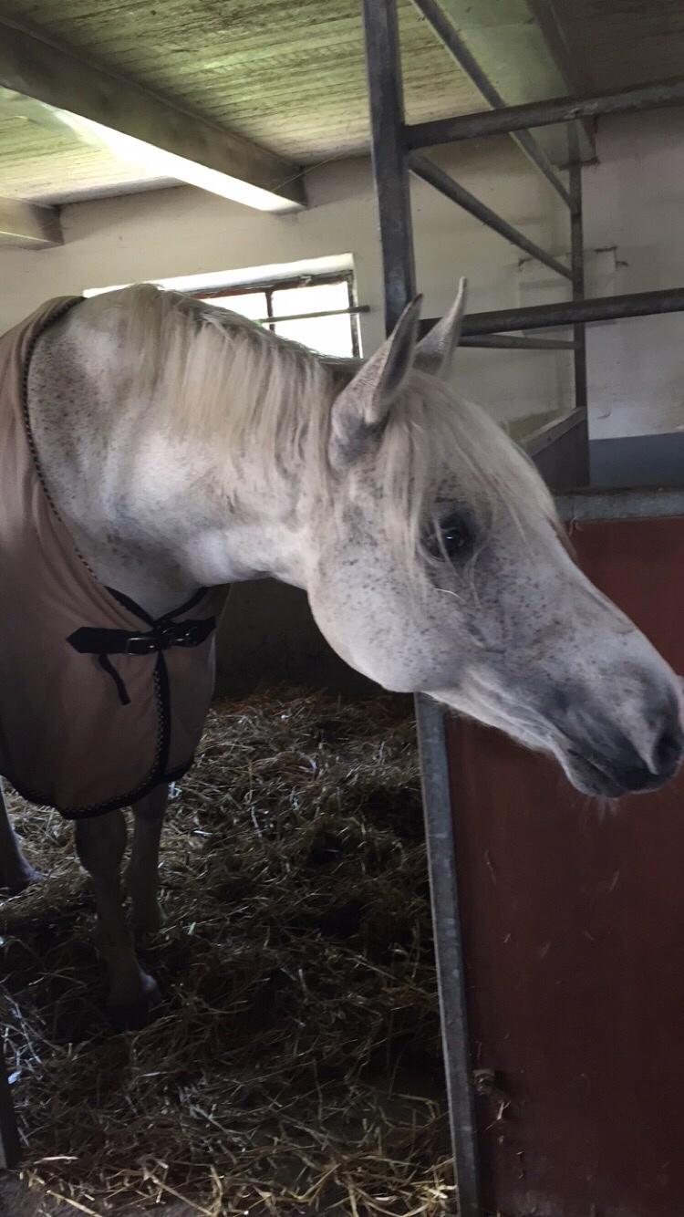 DSP Remember Me Af Sandager billede 2