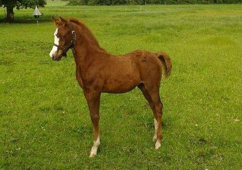 DSP Lykkebo Césanne billede 18