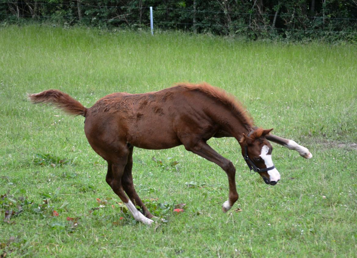 DSP Lykkebo Césanne billede 19