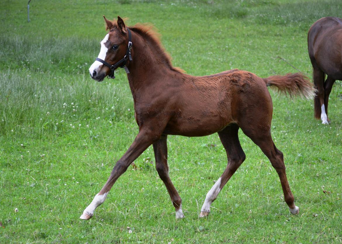 DSP Lykkebo Césanne billede 20