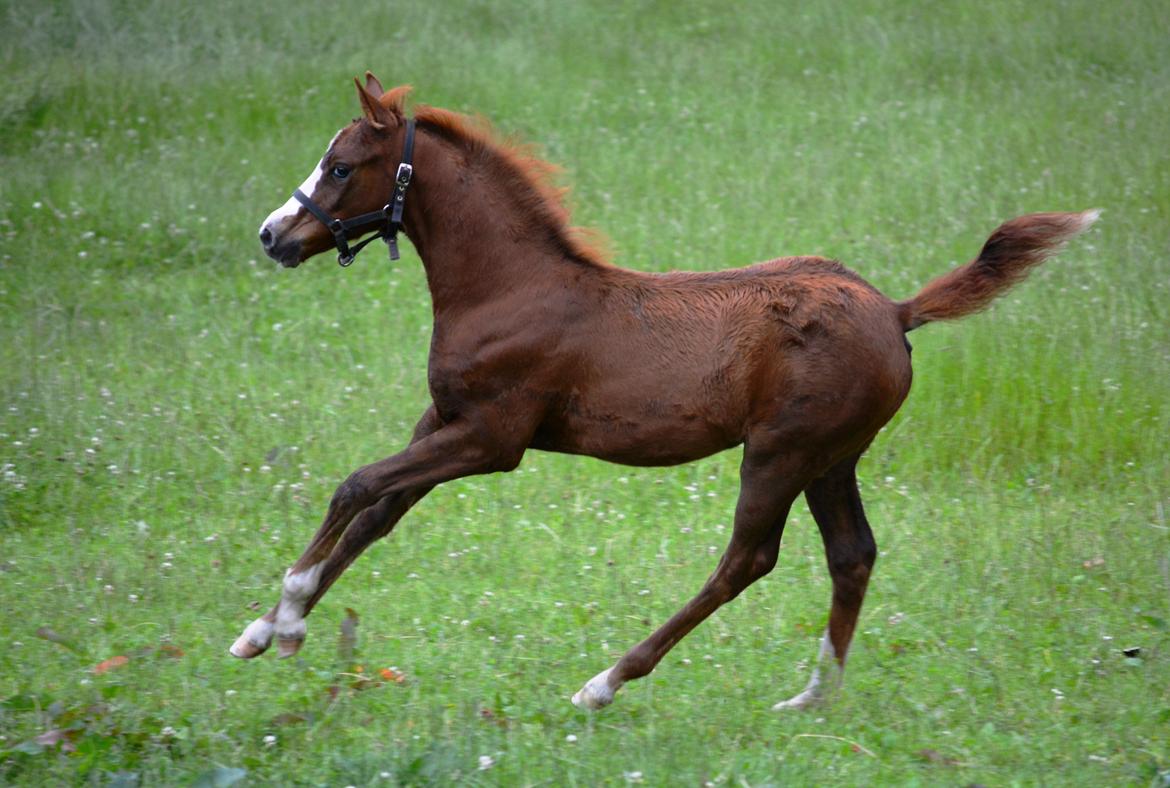 DSP Lykkebo Césanne billede 21