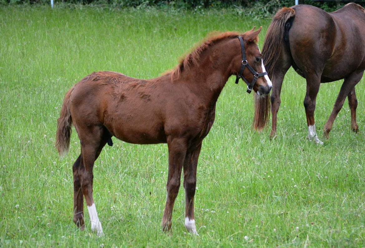 DSP Lykkebo Césanne billede 24
