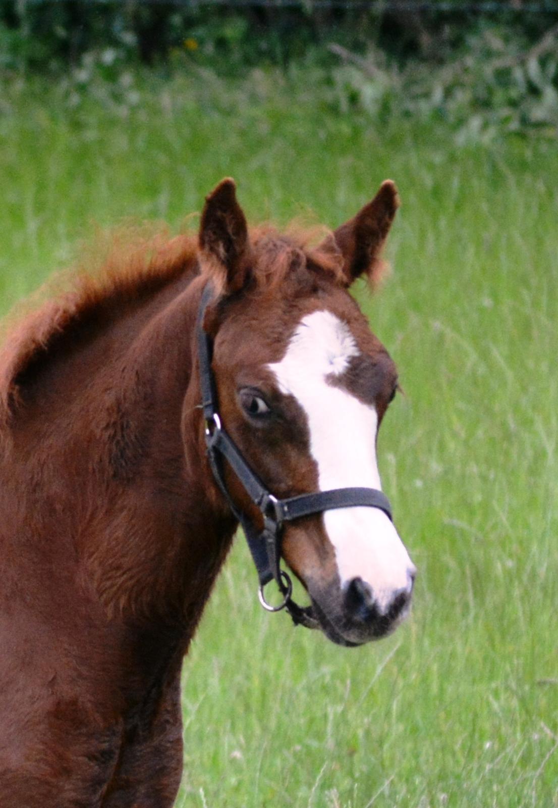 DSP Lykkebo Césanne billede 25