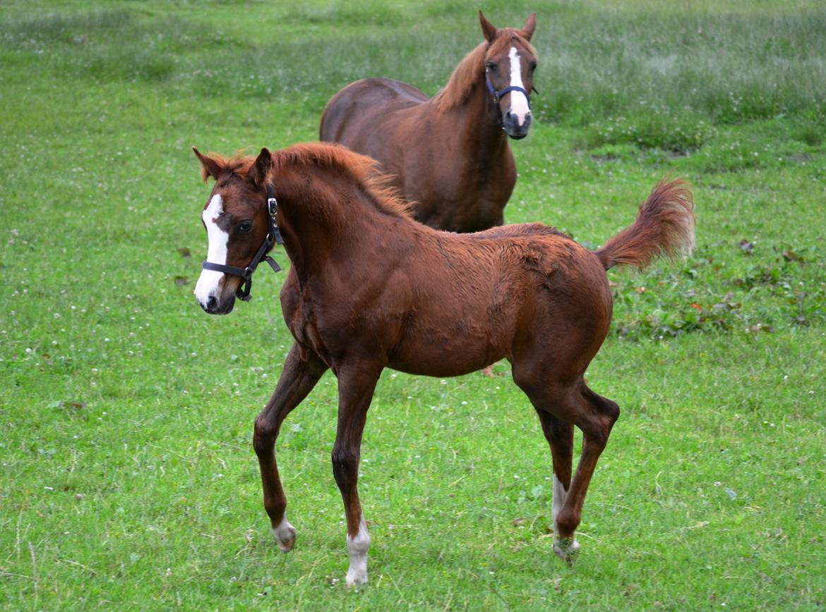 DSP Lykkebo Césanne billede 22