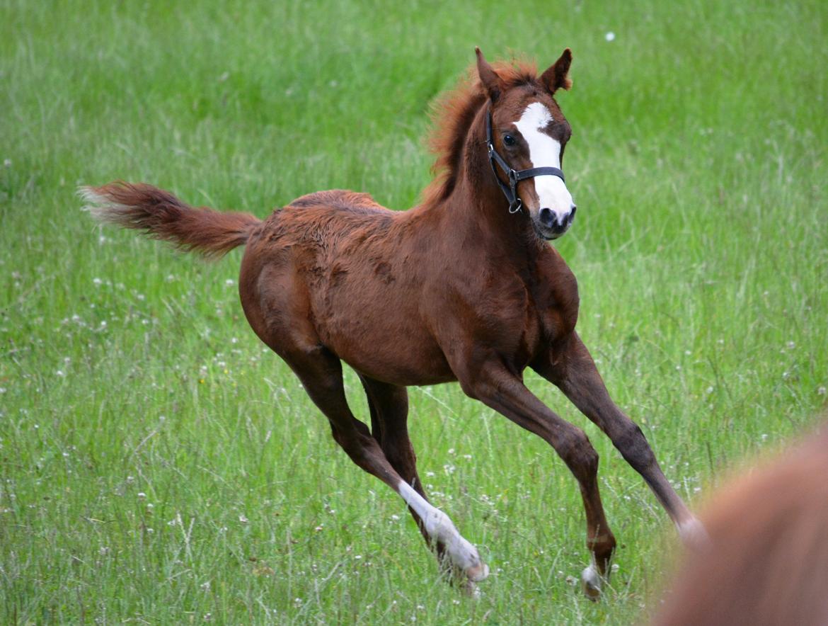 DSP Lykkebo Césanne billede 23