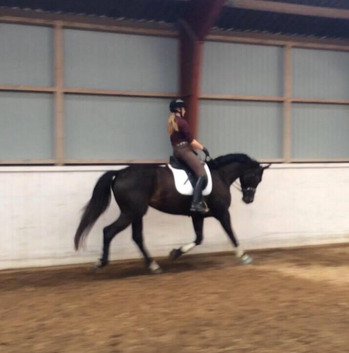 Dansk Varmblod Bjerresmindes Felippa - Første gang jeg prøvede hende billede 10