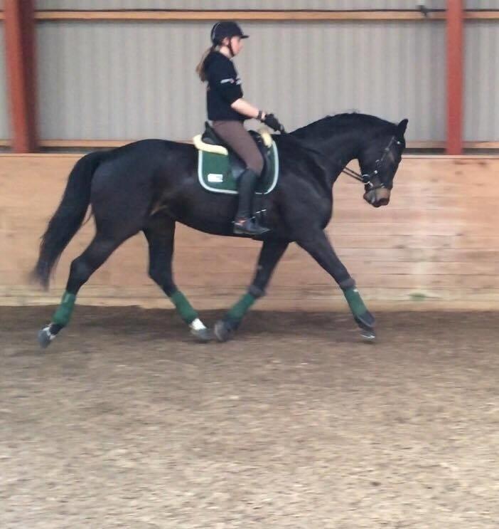 Dansk Varmblod Bjerresmindes Felippa - Dennis Holst kurses på Lundby Efterskole billede 5